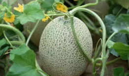 qq吃瓜爆料基地在哪里,QQ吃瓜爆料基地神秘所在地大起底